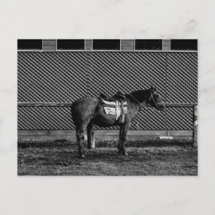 Carte Postale Cheval noir et blanc