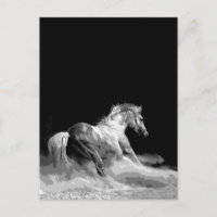 Cheval noir et blanc en action
