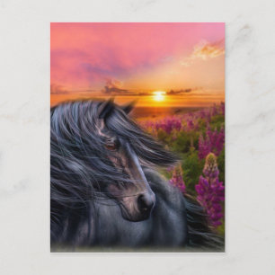 Carte Postale Cheval noir sauvage