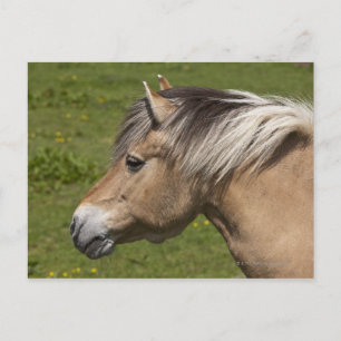 Carte Postale Cheval norvégien du fjord