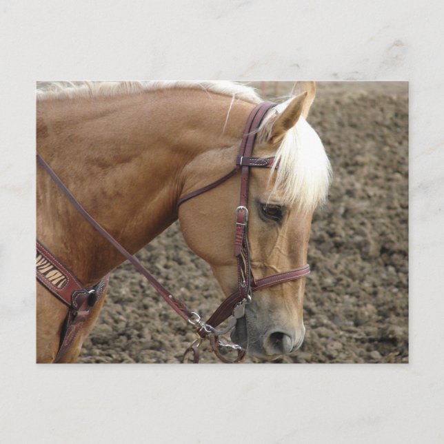 Carte Postale Cheval occidental Palomino (Devant)