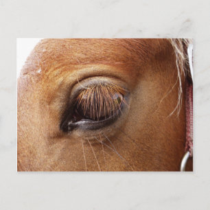 Carte Postale Cheval / Oeil de Pony Gros plan - Photos de Cheval