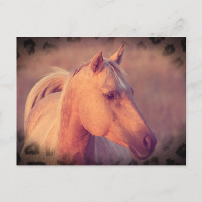 Carte Postale Cheval Palomino (Devant)