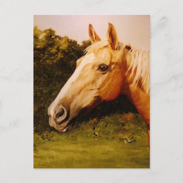 Carte Postale Cheval Palomino avec lame blanche (Devant)
