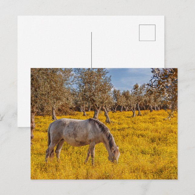 Carte Postale Cheval pâturant dans une prairie fleurie jaune (Devant / Derrière)