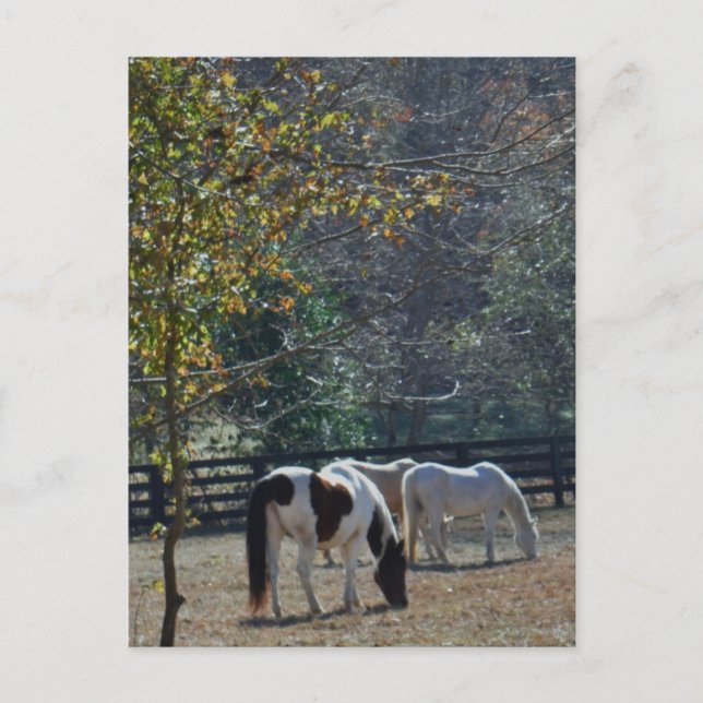 Carte Postale Cheval peint Brown et blanc et Cheval de Crème (Devant)