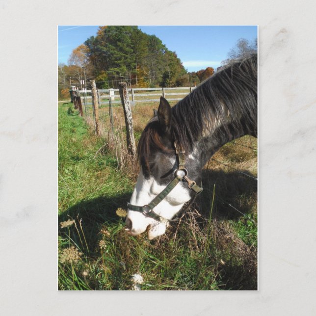 Carte Postale Cheval Peint, Manger Reine Ann Fleur dentelle (Devant)