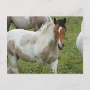 Carte postale Cheval Peinture Clippée