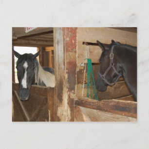 Carte Postale Cheval Peinture/Pinto