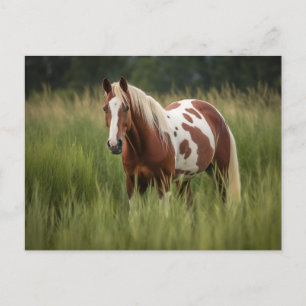 Carte Postale Cheval Pinto