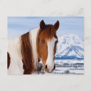 Carte Postale Cheval Pinto Mount Moran en hiver