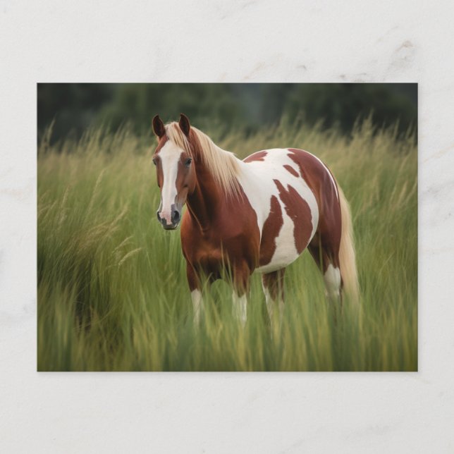 Carte Postale Cheval Pinto Mustang en haute herbe (Devant)