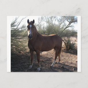Carte Postale Cheval près de l'autoroute 89