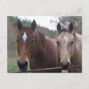 Carte postale Cheval Quarter