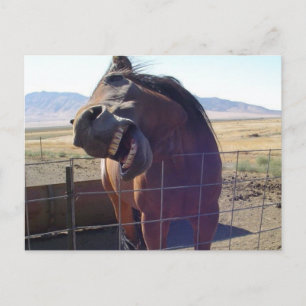 Carte Postale Cheval Rire