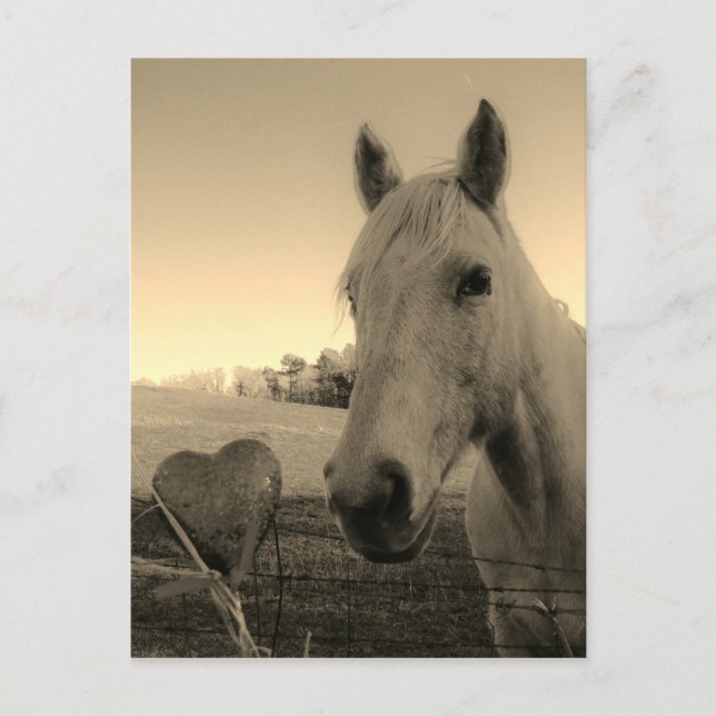 Carte Postale Cheval rustique et coeur Valentine (Devant)