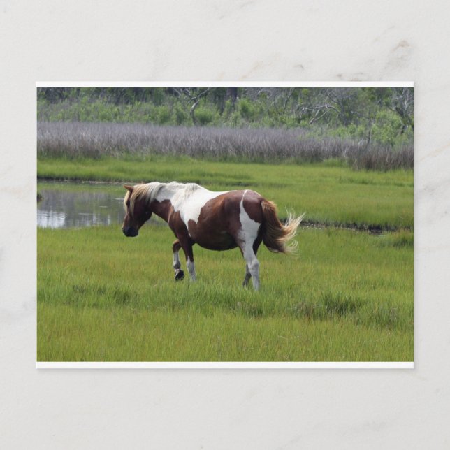 Carte Postale Cheval sauvage d'Assateague (Devant)