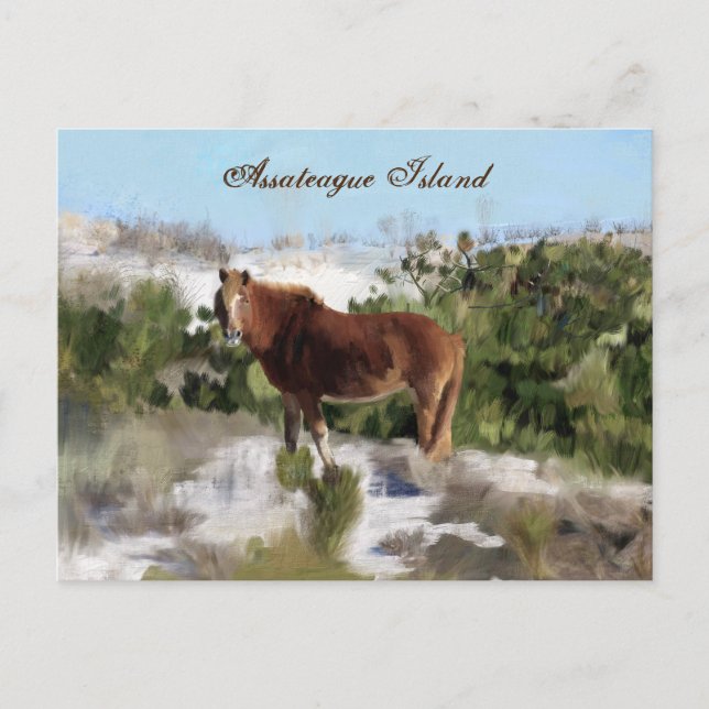 Carte Postale Cheval sauvage de l'île d'Assateague (Devant)