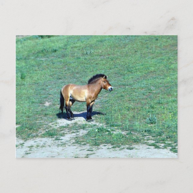 Carte Postale Cheval sauvage de Mongolie (Przewalskii) (Devant)
