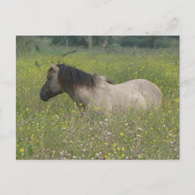 Carte Postale Cheval sauvage en champ de fleurs do-it-yourself c (Devant)
