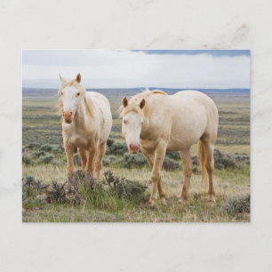 Carte Postale Cheval sauvage en itinérance sur le Priaire de Cod