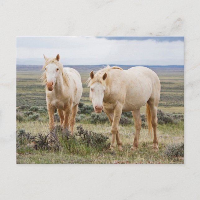 Carte Postale Cheval sauvage en itinérance sur le Priaire de Cod (Devant)
