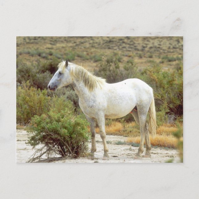 Carte Postale Cheval sauvage gris, Sources rocheuses, Wyoming (Devant)