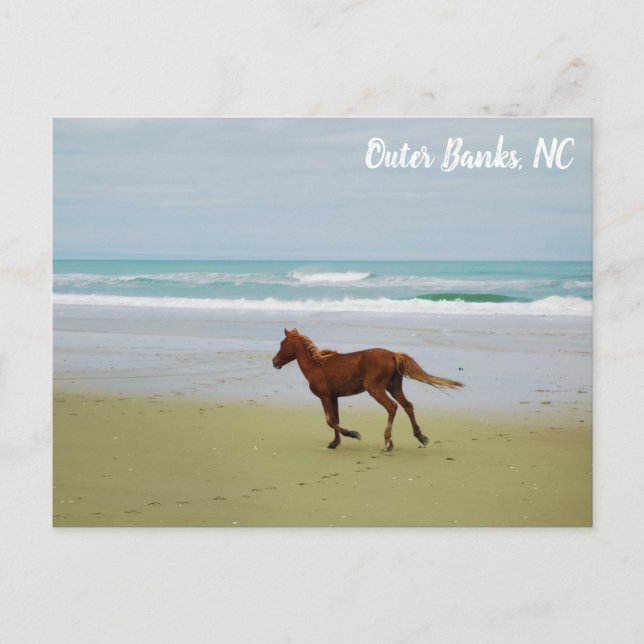 Carte Postale Cheval sauvage Outer Banks OBX NC (Devant)
