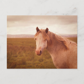 Carte Postale cheval sauvage vintage