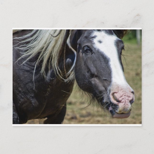 Carte Postale CHEVAL secouru (Devant)