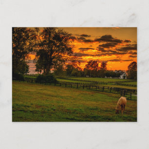 Carte Postale Cheval solitaire au coucher du soleil