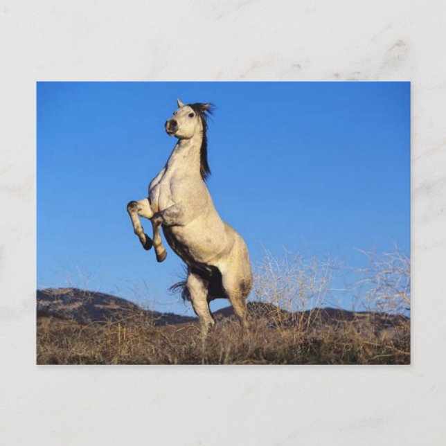 Carte Postale Cheval s'opposant (Devant)