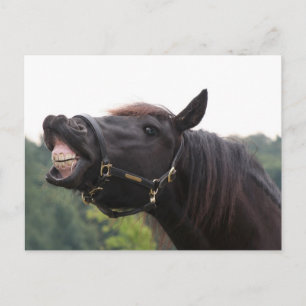 Carte Postale cheval souriant