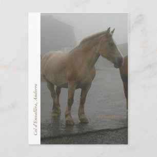 Carte postale cheval sous la pluie postcard