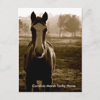 Carte Postale Cheval Tacky Marsh Carolina