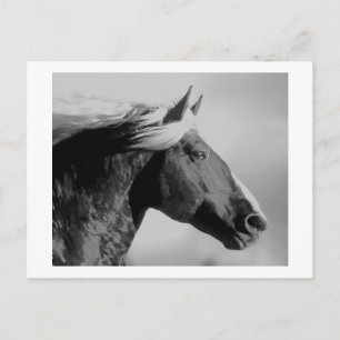Carte Postale Cheval Tête Noir & Blanc