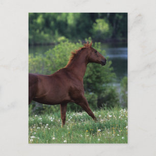 Carte Postale Cheval Thoroughbred debout en fleurs
