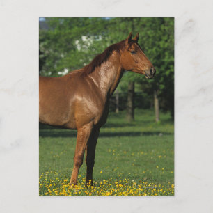 Carte Postale Cheval Thoroughbred en Fleurs