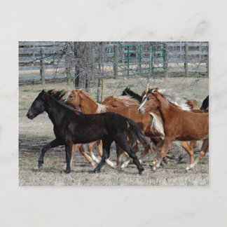 Carte Postale Cheval Thunder