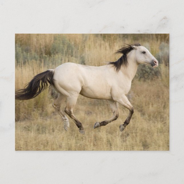 Carte Postale Cheval Traversant L'Herbe Des Prairies (Devant)