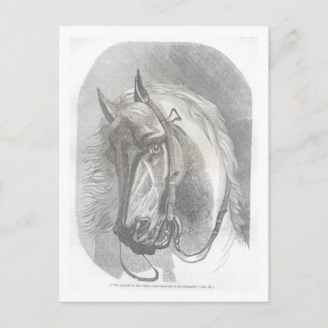 Carte Postale Cheval vintage (Devant)