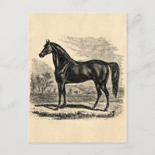 Carte Postale Cheval vintage des années 1800 - Morgan Modèle équ