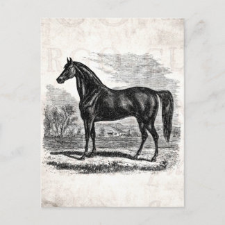 Carte Postale Cheval vintage des années 1800 - Morgan Modèle équ
