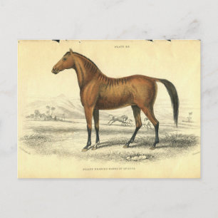 Carte Postale Cheval vintage Imprimer Jardine 1838 Filley
