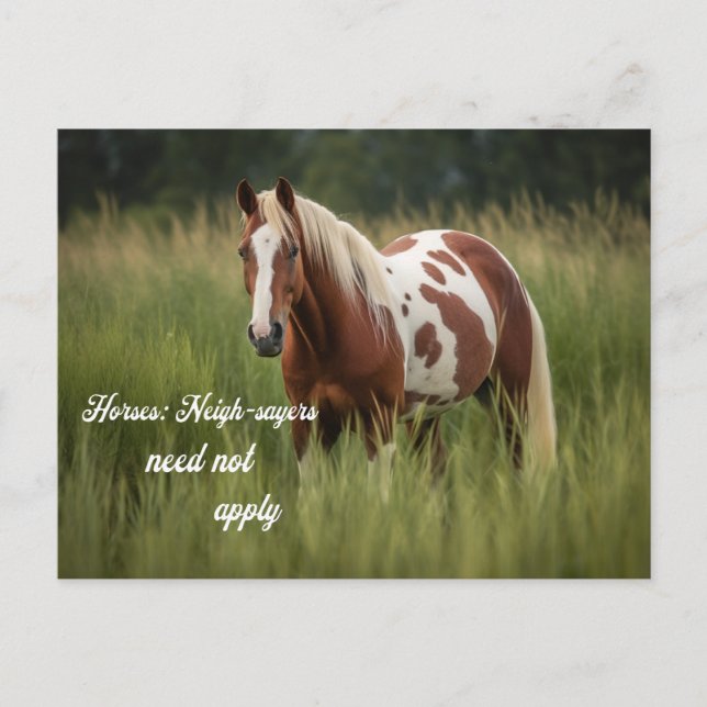 Carte Postale Cheval Voisins N'Ont Pas Besoin D'Appliquer Pinto (Devant)