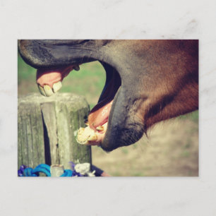 Carte Postale Cheval Yawn