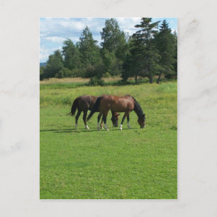 Carte Postale Chevaux
