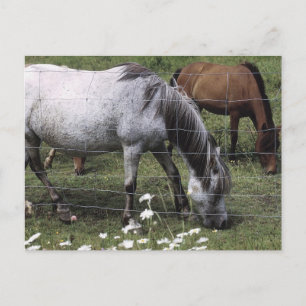 Carte Postale Chevaux