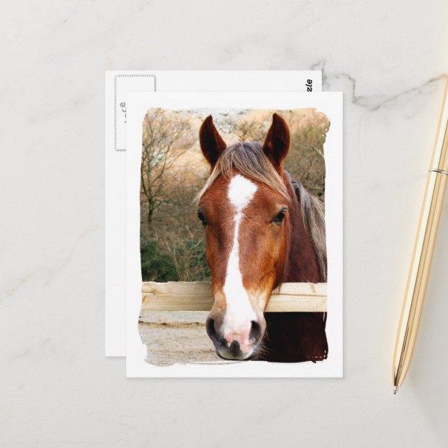CARTE POSTALE CHEVAUX (Devant/Arrière en situation)