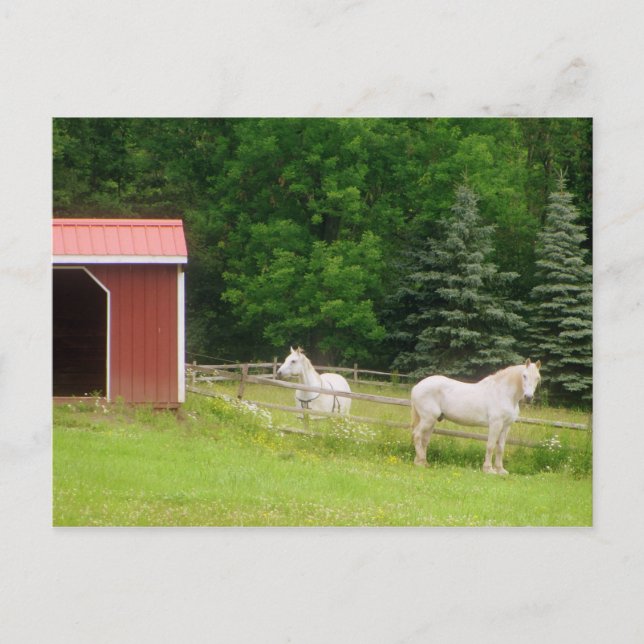 Carte Postale Chevaux (Devant)